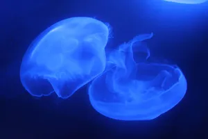 蓝色海洋里漂浮的水母图片
