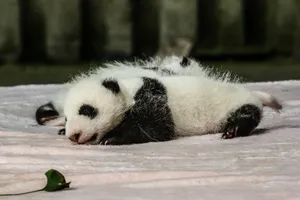 超萌超可爱的大熊猫图片_1