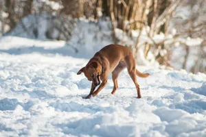 雪地里的尖嘴狐狸图片