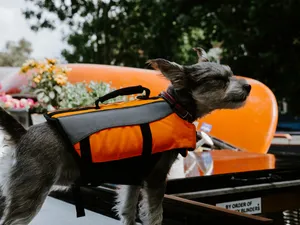 黑色迷你宠物犬图片