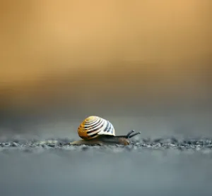 白唇蜗牛地上爬行图片_1