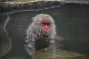 温泉嬉戏的猕猴图片