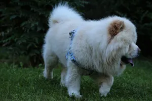 白色松狮犬狗狗图片第1张