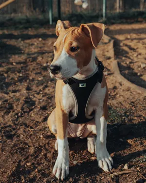 巴仙吉犬图片第1张