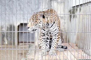 笼子里的猎豹图片_1