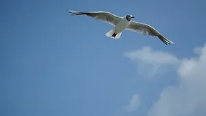 展翅海鸥天空背景图片