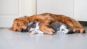 大狗小猫图片_1