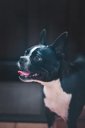 波士顿梗犬图片
