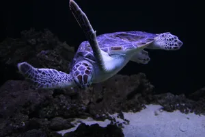 海中奋力游泳的海龟图片