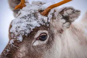 雪地里的鹿图片_1