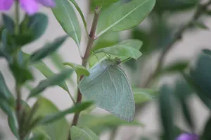 害虫菜粉蝶图片_1