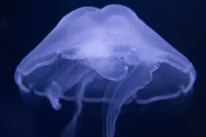 蓝色透明的水母图片_1