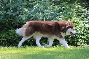 赫斯基大型犬图片第1张