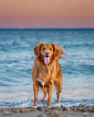 金毛犬海边唯美图片