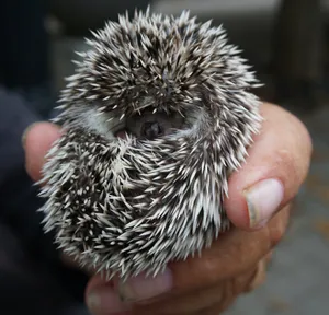 娇小刺猬图片_1
