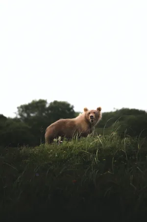 野生棕色大狗熊图片_1