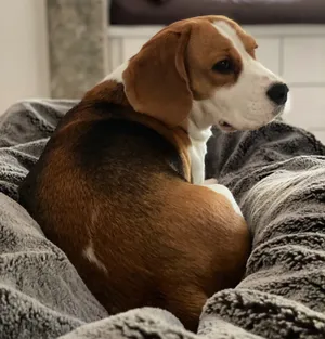成年比格猎犬图片第1张