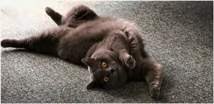 宠物蓝猫图片