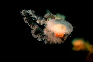 高清水母图片大图第张