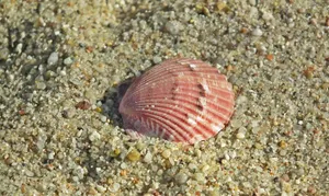 沙滩上的贝壳高清图片第张