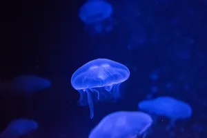 软绵绵的水母高清图片第张