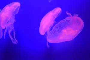 漂亮的水母高清图片第张