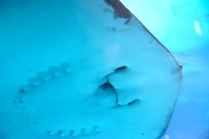 海底生活的蝙蝠鱼图片第张