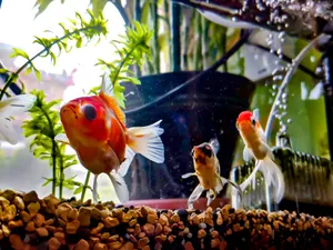 好看的金鱼图片第张