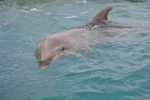 水族馆里的海豚表演图片第张
