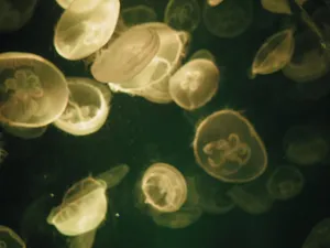 海底的海蜇图片第张