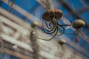 水母模型图片第张