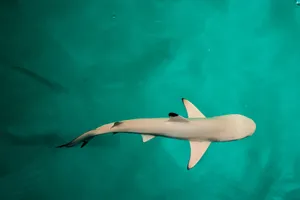 大海里的鲨鱼图片第张