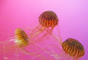 红色的水母图片第张