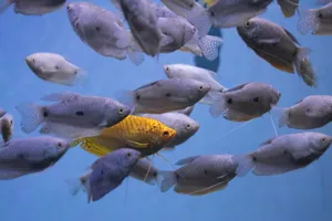 长相各异的海鱼图片第张