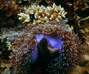 海里的珊瑚图片第张