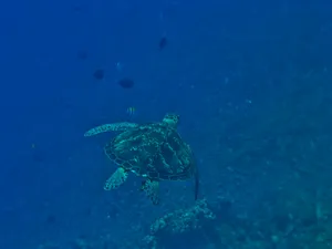 寿命较长的海龟图片第张