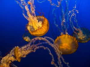 深海里水母图片第张