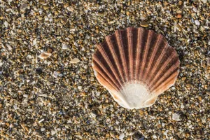 精致漂亮的贝壳图片第张