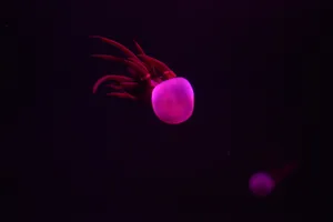 海洋中自由飘荡的水母图片第张