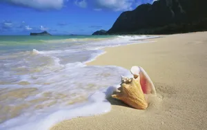 千姿百态的海螺图片第张