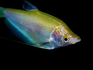 色彩鲜艳的热带海洋鱼图片第张