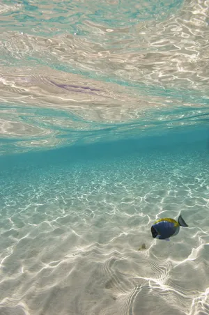 有趣的海底世界图片第张