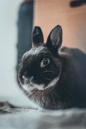 黑色毛绒绒兔子图片