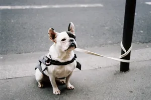 呆萌法斗犬图片