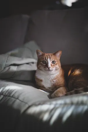 橘色小花猫图片_1