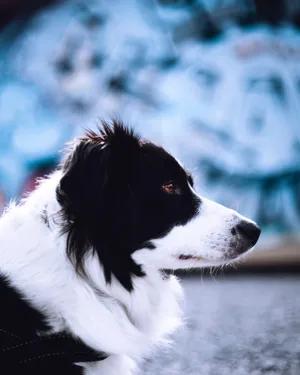 边境牧羊犬宠物写真图片_1