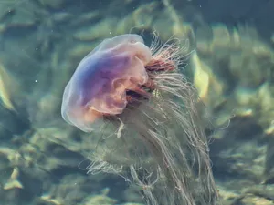 透明水母图片圆形_1
