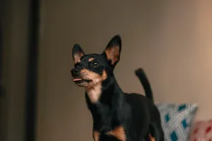 迷你小杜宾犬图片