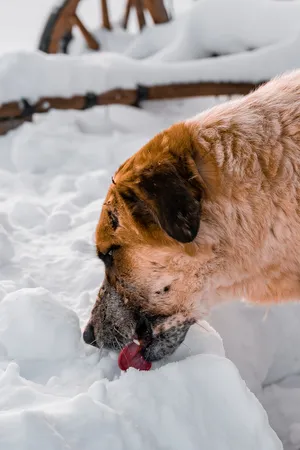 狗狗吃雪图片
