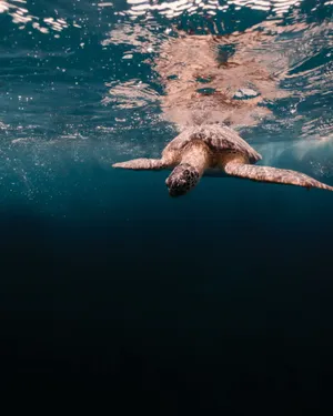 海龟水中游泳图片